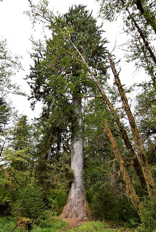 Sitka spruce